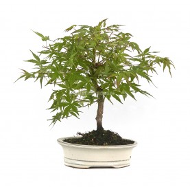 Acer palmatum. Bonsai 7...
