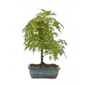 Acer palmatum. Bonsaï 7...