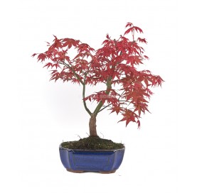 Acer palmatum deshojo....