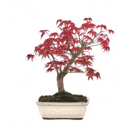 Acer palmatum deshojo....
