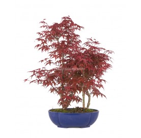 Acer palmatum deshojo....