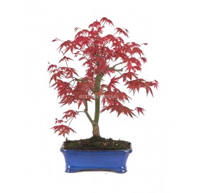 Acer palmatum deshojo....