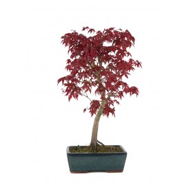 Acer palmatum deshojo....
