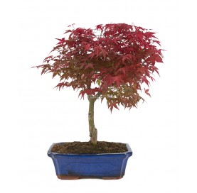 Acer palmatum deshojo....
