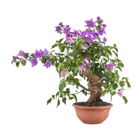 Bouganvillea glabra. Bonsaï...