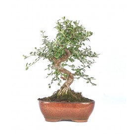 Cotoneaster franchetii....
