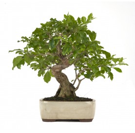 Durantha repens. Bonsaï 17...
