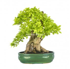 Durantha repens. Bonsai 24 years. Duranta or Geisha Girl.