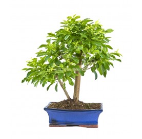 Durantha repens aurea....