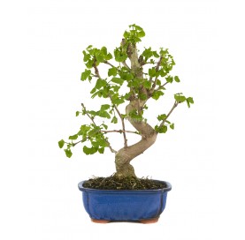 Ginkgo biloba. Bonsai 14 years. Maidenhair tree.