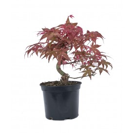 Acer palmatum deshojo....