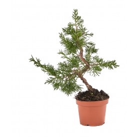 Juniperus chinensis kyushu....