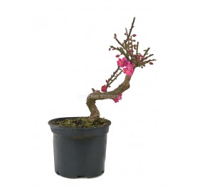 Prunus mume. Prebonsaï 18 Ans. Abricotier du Japon.