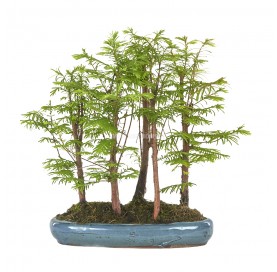 Metasequoia glyptostroboides. Bonsaï 14 ans. Séquoia de Chine. Forêt.