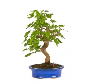 Morus sp. Bonsai 10 Jahre. Maulbeerbaum.