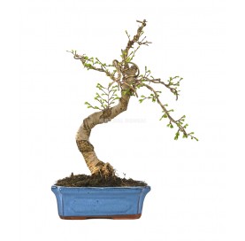 Pseudolarix amabilis. Bonsai 12 Jahre. Goldlärche.