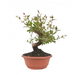 Punica granatum nejikan....