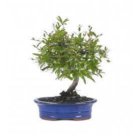 Punica granatum. Bonsai 7...