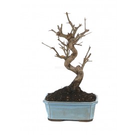 Punica granatum nejikan. Bonsái 10 años. Granado.