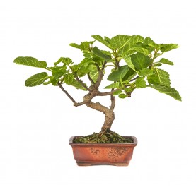 Ficus carica. Bonsai 7...
