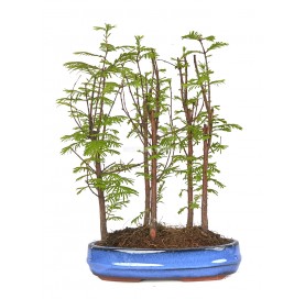 Metasequoia glyptostroboides. Bonsai 8 years. Dawn redwood. Forest.