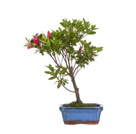 Rhododendron indicum....