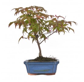 Acer palmatum deshojo....