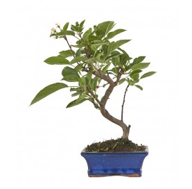 Malus. Bonsái 7 años. Manzano