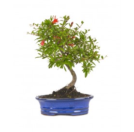 Punica granatum. Bonsaï 7...