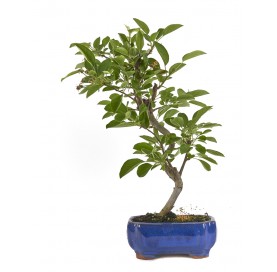 Malus. Bonsai 7 years....