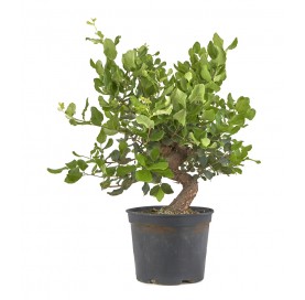Quercus suber. Prebonsai 12...