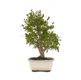 Punica granatum. Bonsai 8...