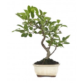 Malus. Bonsái 8 años. Manzano
