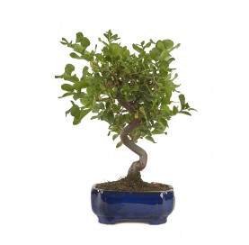 Quercus suber. Bonsái 8 años. Alcornoque mediterráneo