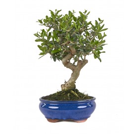 Olea europaea sylvestris....