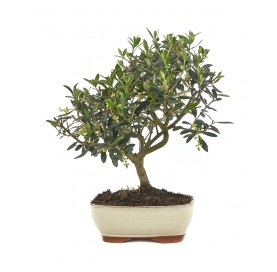 Olea europaea. Bonsai 9...