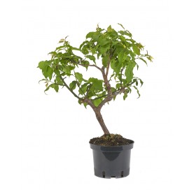 Prunus mume. Prebonsai 19...