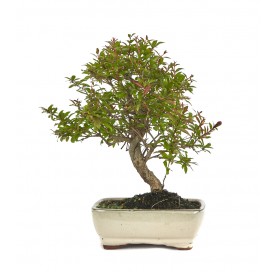 Punica granatum nana. Bonsaï 7 ans. Grenadier