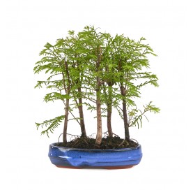 Metasequoia...