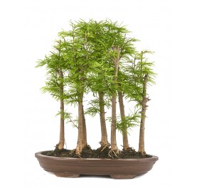 Pseudolarix amabilis....