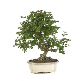 Cotoneaster horizontalis....