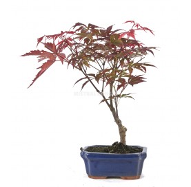 Acer palmatum...