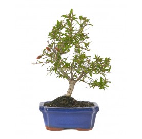 Punica granatum nana. Bonsaï 7 ans. Grenadier