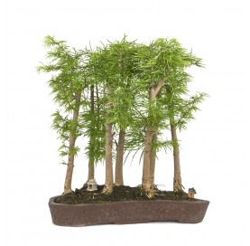 Exclusive bonsai...