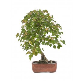 Exclusive bonsai Acer...