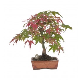 Exklusive Bonsai Acer...