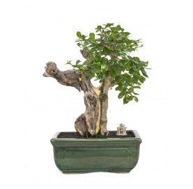 Exclusive bonsai Carmona...
