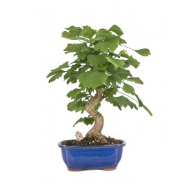 Exclusive bonsai Ginkgo...