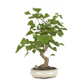 Exclusive bonsai Ginkgo...