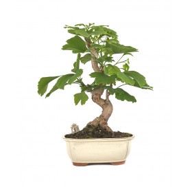 Exclusive bonsai Ginkgo...